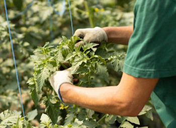 AgroGloryTime - инвестиции в агробизнес Украины по технологии blockchain